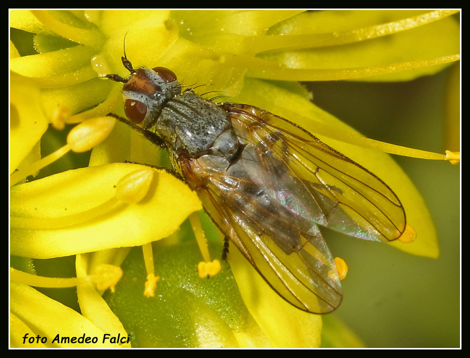 Ulidiidae siciliano da determinare: Otites cf. anthomyiina